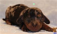 dachshund puppy posted by Kimberly Jones